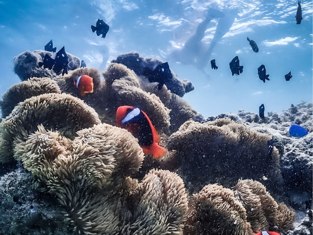 シュノーケルツアーで珊瑚礁やお魚達に囲まれてアリエルみたいな世界を体験!?
_SEA FAN