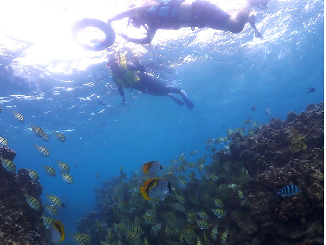 沢山のお魚さんに囲まれるシュノーケルツアー!
深い所に不安がある方でもライセンス所持のスタッフが安全にご案内致します♪_SEA FAN