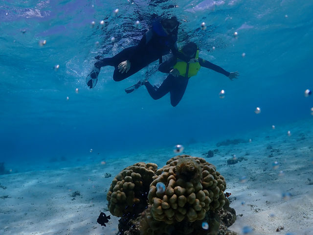 ウミガメを見た後にお魚探しへGO〜!!_SEA FAN