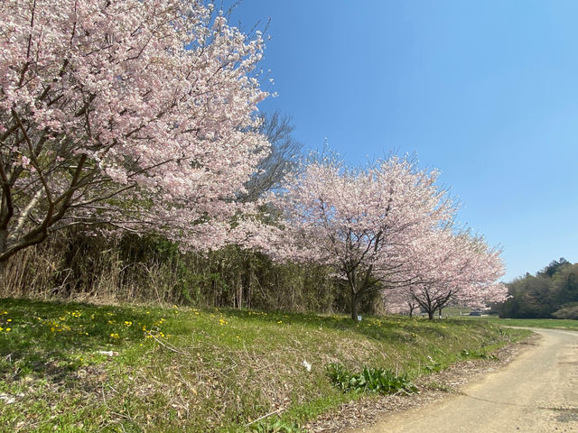 小江川1000本桜