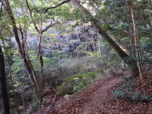 登山道はバリエーションに富み、四季折々の自然が楽しめます_自然の「なぜ?」を考える山歩き