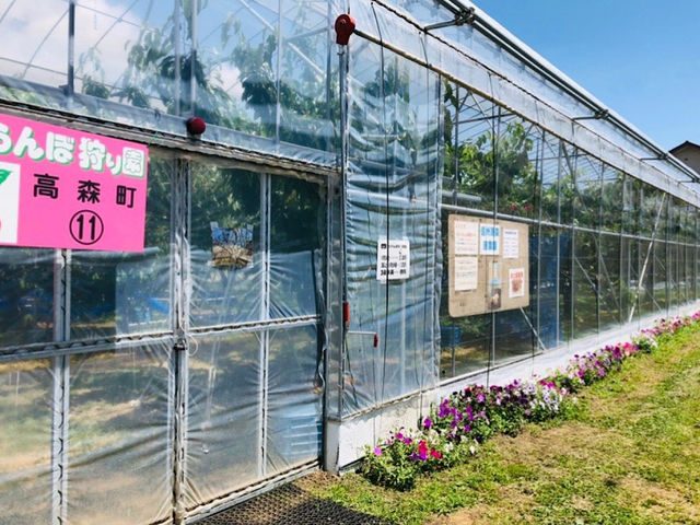 さくらんぼハウス_信州高森原農園