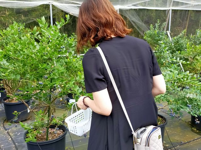 摘み取ってお家でも楽しめます。お土産用にも喜ばれてます。_ブルーベリーランドシャフト