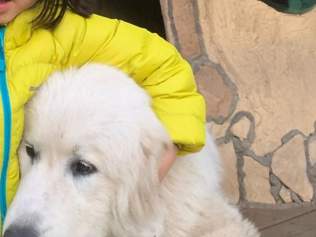 看板犬_松島リブツアー