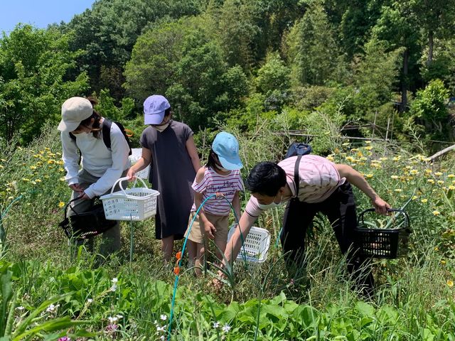 明石市からご来園!
玉ねぎの収穫に挑戦_bbwonder land