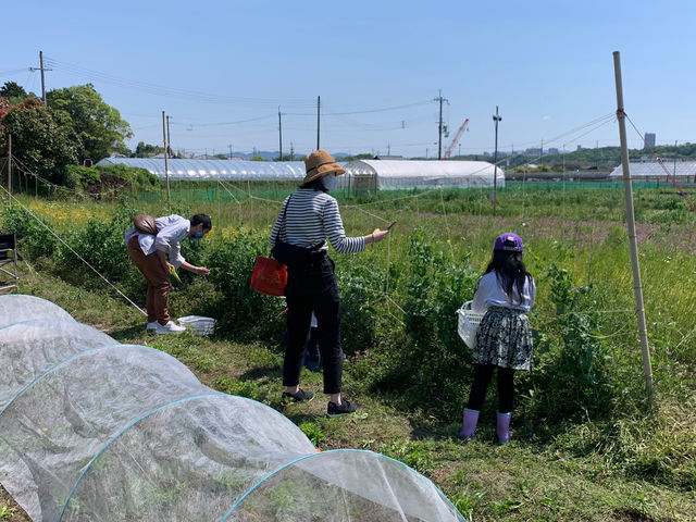 当日ご予約のお客様 スナップエンドウの収穫
採れたては、甘くてジューシー
お野菜大好き 沢山収穫してくださいました^_^
ありがとうございます_bbwonder land