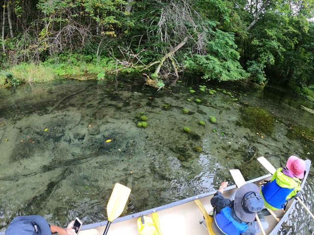 透明度の高い湧き水エリア_てしかがfreetrekkers!