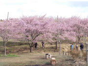 長湯温泉 しだれ桜の里の写真2