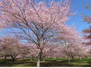 長湯温泉 しだれ桜の里の写真3
