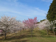 長湯温泉 しだれ桜の里の写真4