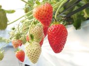 長浜観光農園 ごんせの写真2