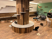 Rescued cat cafe Myaoの写真2