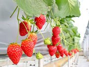 strawberryfarm シャインベリーの写真4