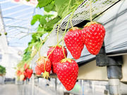 strawberryfarm シャインベリーの写真2