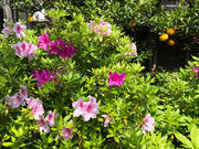 陶芸りんご工房の写真2