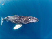 Y'S DIVE OKINAWAの写真2