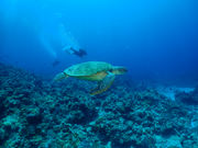 Y'S DIVE OKINAWAの写真3