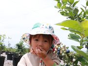 PLAYFARMブルーベリー園の写真2