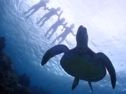 ターコイズ石垣島の写真4