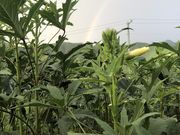 Shoji紀Farm-しょうじきふぁーむ-の写真2