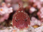 みちのくダイビングリアスの写真3