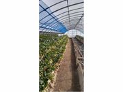 川島農園の写真2