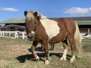 水口乗馬クラブの写真3