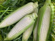 リンクスフォレストの写真4