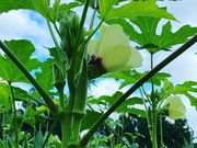 リンクスフォレストの写真2
