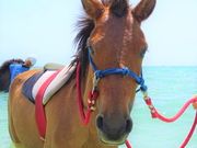 うみかぜホースファームの写真2