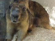 うさぎさんの写真2