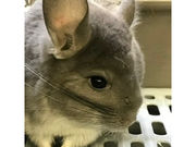 うさぎさんの写真3