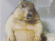 うさぎさんの写真4