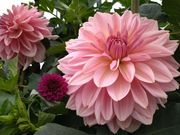 もてぎの森ダリア園の写真2