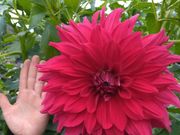 もてぎの森ダリア園の写真3