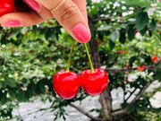 マルサン農樹園の写真3