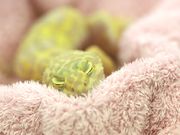 Piccolo Zooの写真4