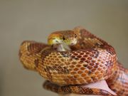 Piccolo Zooの写真2