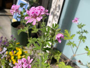 Natural Harmony Soleilの写真2