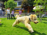 Cafe Maera.の写真4