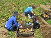 馬場ファミリー農園の写真3