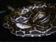 奄美オリジナルサービスの写真4