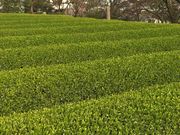 お茶の村松園の写真3