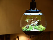 Green Planetの写真4