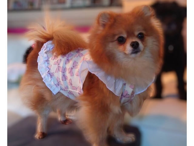 色んな犬種のお洋服が作れます_atelier buddy
