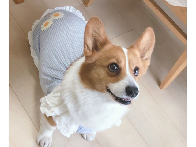 atelier buddy