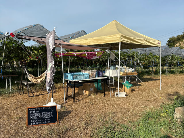 農園入り口では採れたて新鮮なブドウの直売を行っております!_calm tree farm