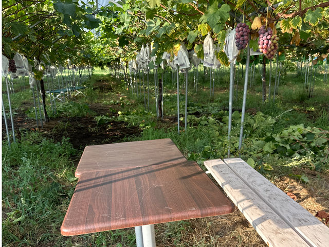 暑い夏は、涼しい日陰で美味しいブドウをぜひお召し上がりください!^_^_calm tree farm