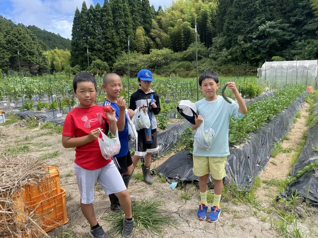 菌ちゃん農法の農薬も肥料もつかていない畑で季節の野菜が収穫できます。_大多喜わんぱく自然農園