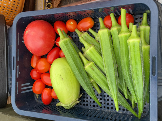 取れる野菜は季節により変わります。詳細はオフィシャルサイトで_大多喜わんぱく自然農園